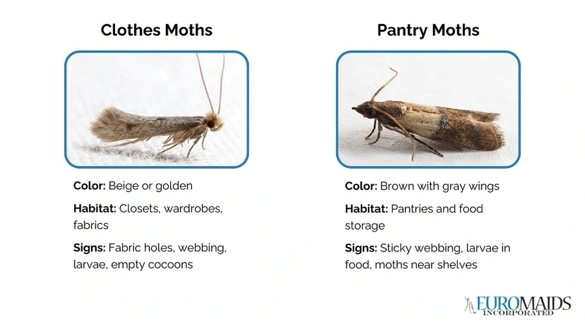 Vložte bobkový list do mouky: nejstarší trik proti molům - image 1