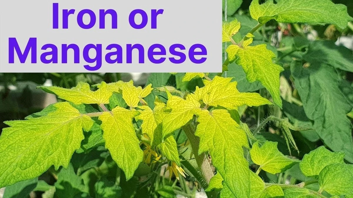 Залізо на alvelu помідорів? Це змінює консистенцію за одну ніч